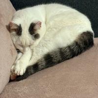 Gattina