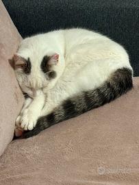 Gattina