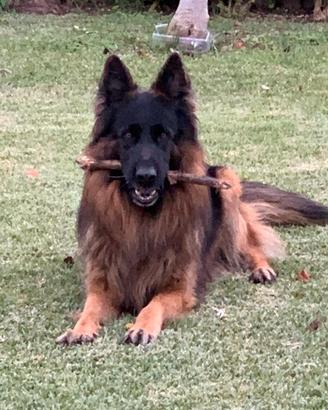 Femmina pastore tedesco