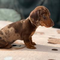 Bassotti tedeschi pedigree enci