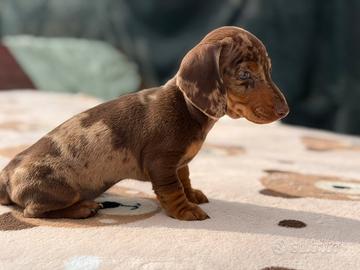 Bassotti tedeschi pedigree enci