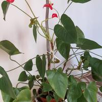 Pianta anthurium 