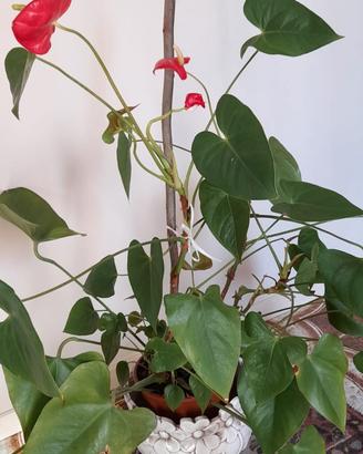 Pianta anthurium 