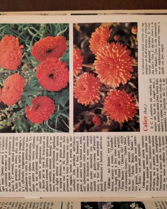 Grande Enciclopedia del Giardinaggio Curcio – 8 v.