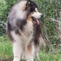 Alaskan malamute