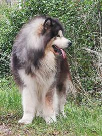 Alaskan malamute