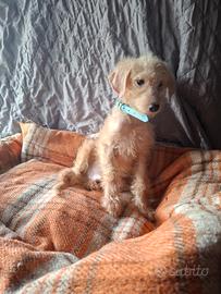 Maltipoo cucciolo