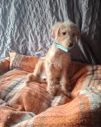 Maltipoo cucciolo