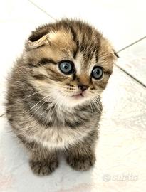 Gattina Scottish Fold