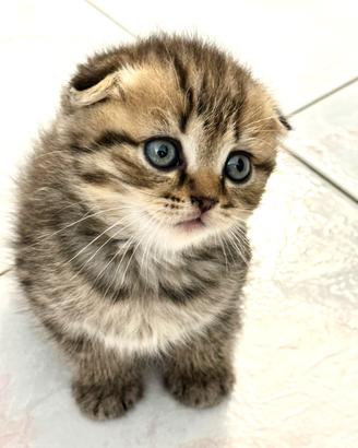 Gattina Scottish Fold