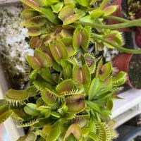 Semi piante carnivore