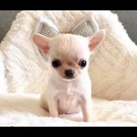 Cucciolo chihuahua Femmina