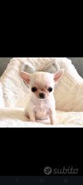 Cucciolo chihuahua Femmina