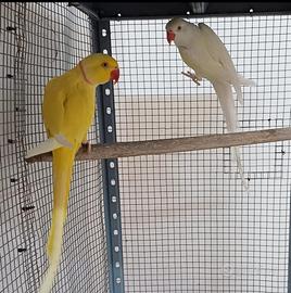 Coppia parrocchetti dal collare