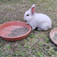 Conigli testa di leone