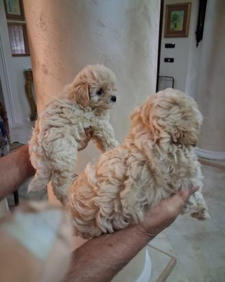 Maltipoo tot