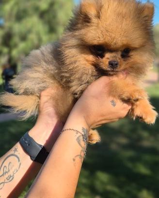 Spitz Pomerania