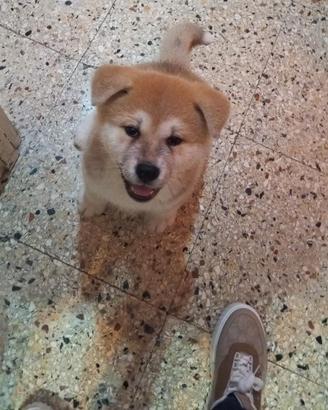 Akita Inu