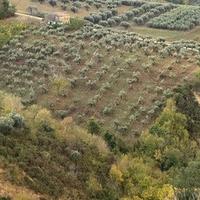 Terreno agricolo con Uliveto