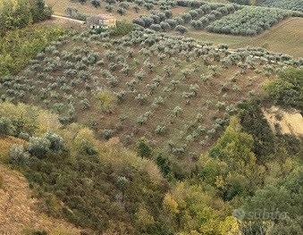 Terreno agricolo con Uliveto