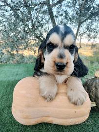 Cocker spaniel inglese pedigree tricolore