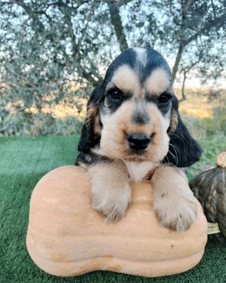 Cocker spaniel inglese pedigree tricolore