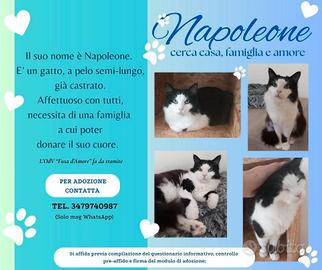 Napoleone gatto a pelo semi-lungo
