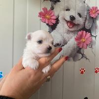 Maltese toy