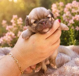 Cucciolo Chihuahua Mini con Pedigree