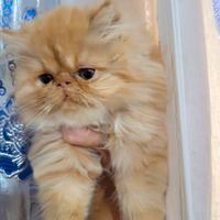 Gattina persiana Red tabby con pedigree