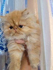 Gattina persiana Red tabby con pedigree