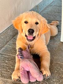 Golden Retriever cuccioli
