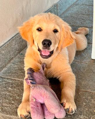 Golden Retriever cuccioli