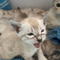 Cuccioli snow gatto del bengala maschi in vendita