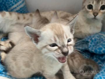 Cuccioli snow gatto del bengala maschi in vendita