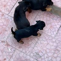 Cuccioli di meticci