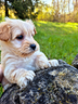maltipoo-albicocca