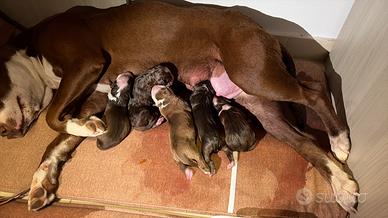 Pitbull red noose