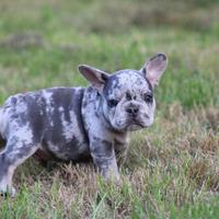 Cucciolata bulldog francese blu merle M e F