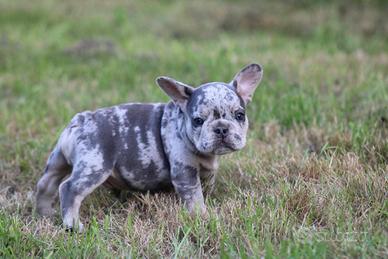 Cucciolata bulldog francese blu merle M e F