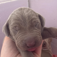 Cuccioli di Weimaraner