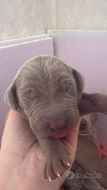 Cuccioli di Weimaraner