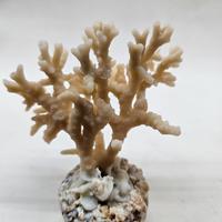 Scheletro di corallo