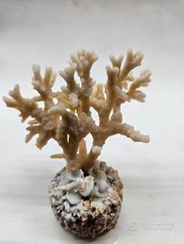 Scheletro di corallo