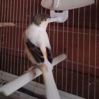 Canarini arlechino portoghese