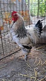 Galli