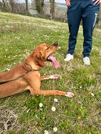 Pointer inglese