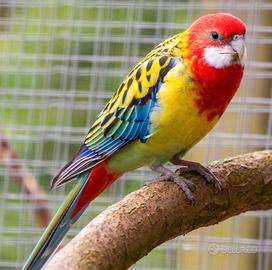Rosella comune