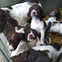 Springher spaniel inglese