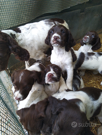 Springher spaniel inglese